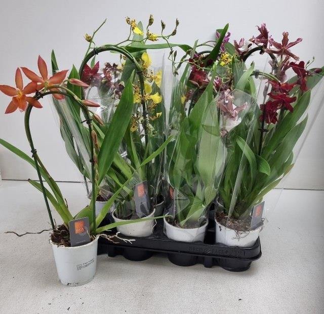 Kambarinis augalas, orchidėja (Phalaenopsis) "Kambrija", lenkta, vazonėlio skersmuo 9 cm.