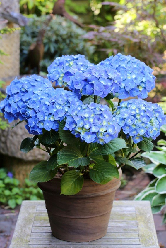 Dekoratyvinis krūmas, hortenzija didžialapė "Blaumeise Blue", vazonėlio skersmuo 23 cm.