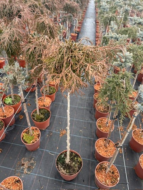 Spygliuotis, tuja didžioji "Kagers Beauty", ant stiebo, vazonėlio skersmuo 23 cm.