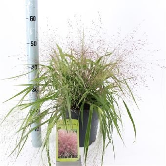 Žolinis augalas, posmilgė, vazono skersmuo 23 cm.