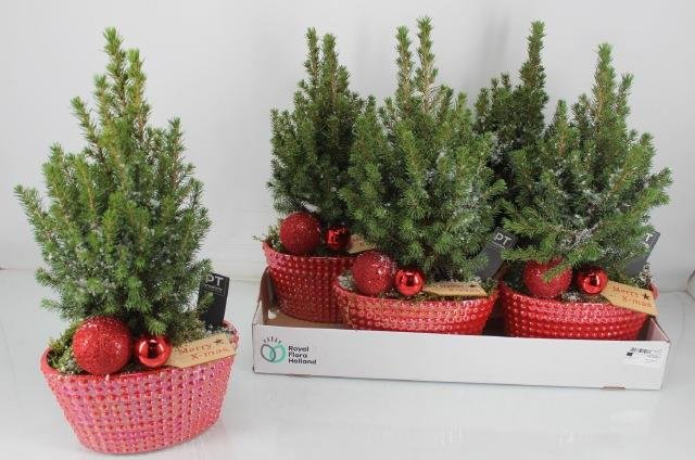 Kalėdinė kambarinių augalų kompozicija, vazonėlio skersmuo 22 cm.