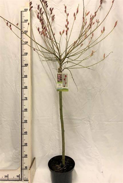 Dekoratyvinis medis, gluosnis "Mt. Aso", vazonėlio skersmuo 23 cm.