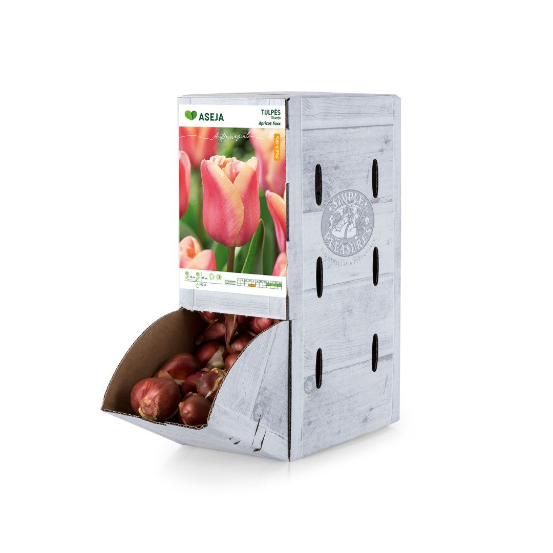 Triumfo tulpės Apricot Foxx svogūnėlis ASEJA, 1 vnt., 11/12, Rackbox, 64044011, (R)