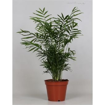 Kambarinis augalas, chamedorėja, vazono skersmuo 17 cm.