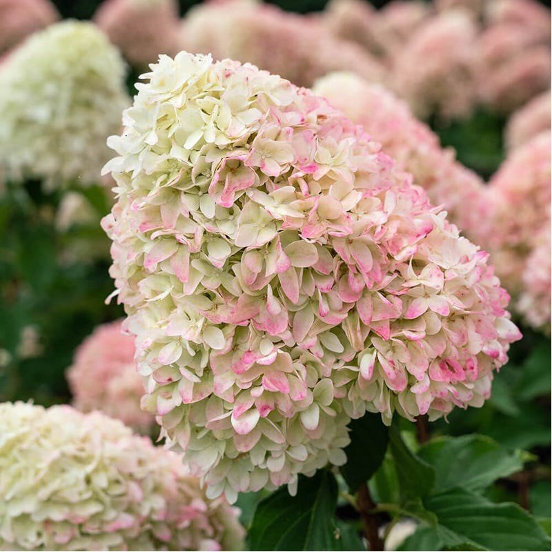Dekoratyvinis krūmas, šluotelinė hortenzija "Summer Love", vazonėlio skersmuo 9 cm.