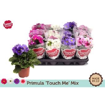 Kambarinis augalas, raktažolė taurioji, vazonėlio skersmuo 9 cm.