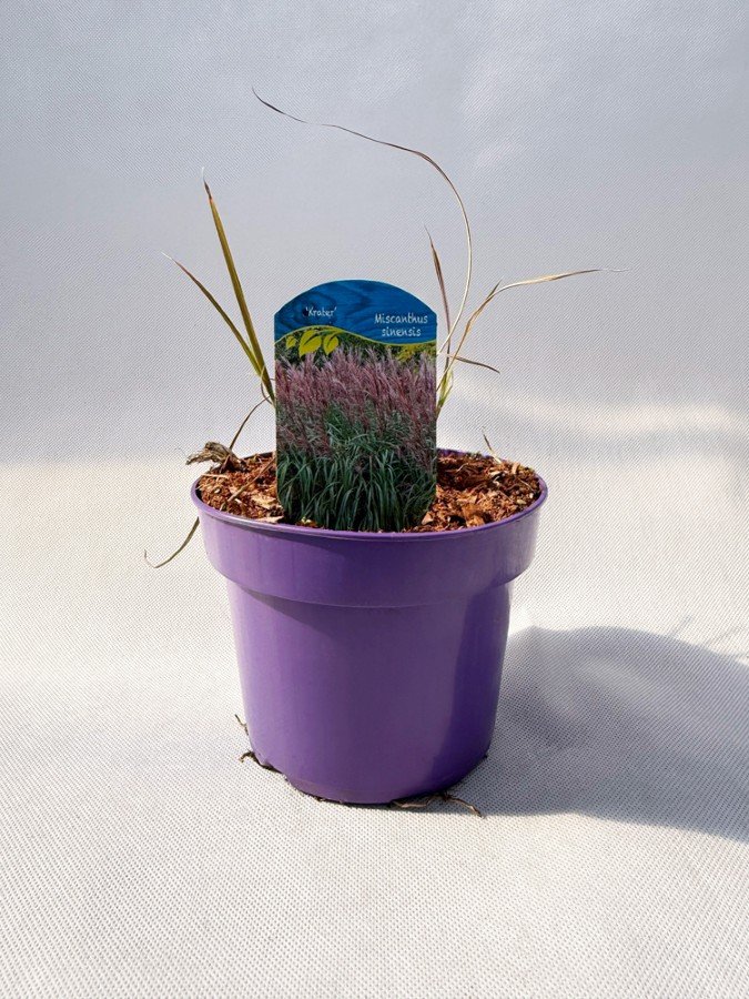 Žolinis augalas, miskantas kininis "Krater", vazonas 2 l.