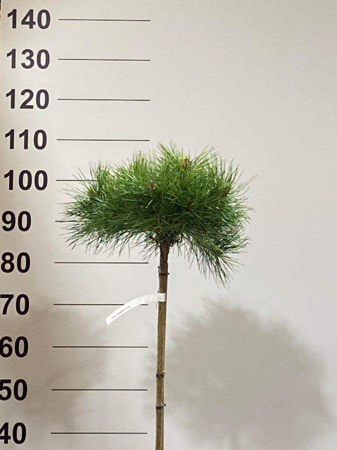 Spygliuotis, pušis "Den. Kim", ant stiebo, vazonėlio skersmuo 22 cm.