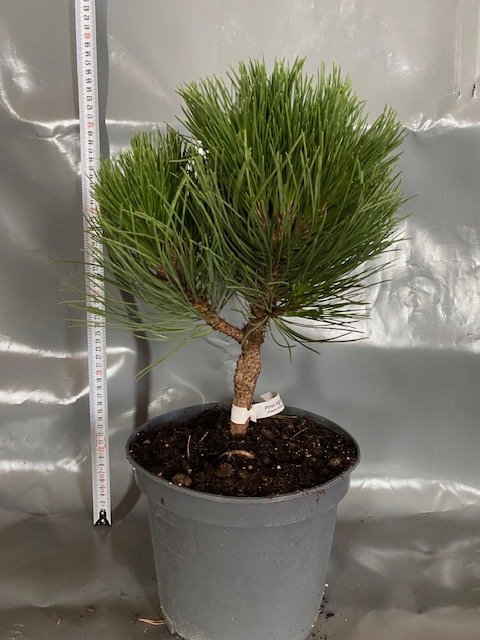 Spygliuotis, juodoji pušis "Cabennensis Nana", vazonėlio skersmuo 23 cm.