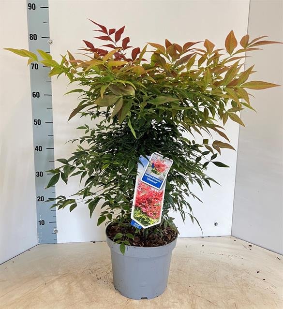 Dekoratyvinis krūmas, nandina "Obsessed", vazonėlio skersmuo 23 cm.