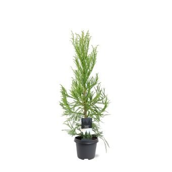 Spygliuotis, kriptomerija japoninė "Kitayama", vazonėlio skersmuo 23 cm.
