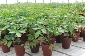 Daržovių sodinukai, pomidorai "Marmande"