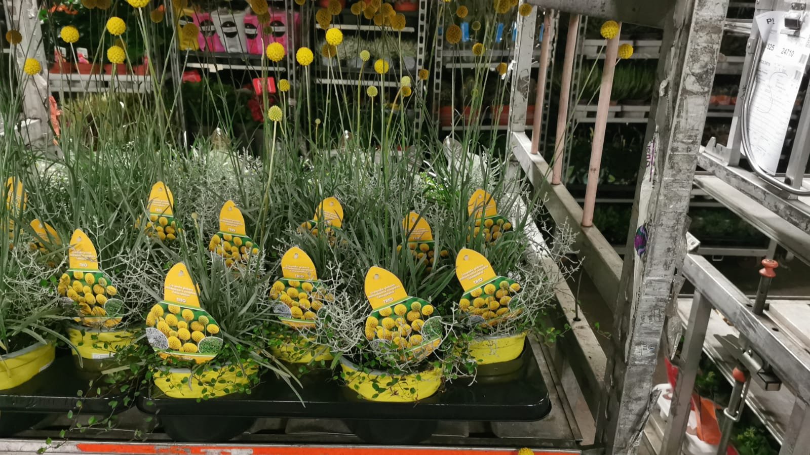 Vienmetė gėlė, kraspedija rutulinė, vazonėlio skersmuo 17 cm.