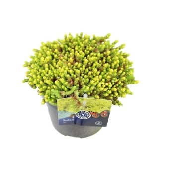 Alpinariumo augalas, šilokas "Yellow Queen", vazonėlio skersmuo 13 cm.
