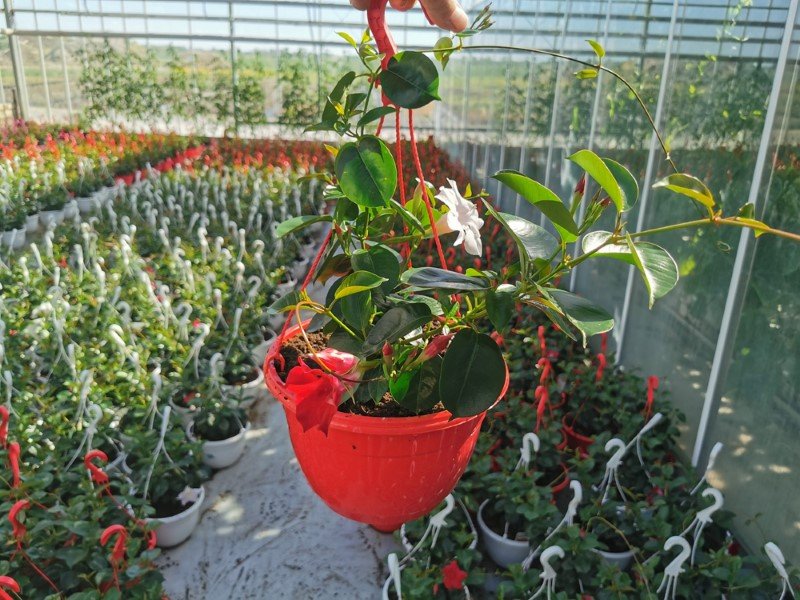 Vienmetė gėlė, sundavilė (svyranti), vazono skersmuo 25 cm.