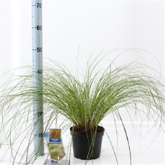 Žolinis augalas, viksva "Praierie Fire", vazono skersmuo 17 cm.