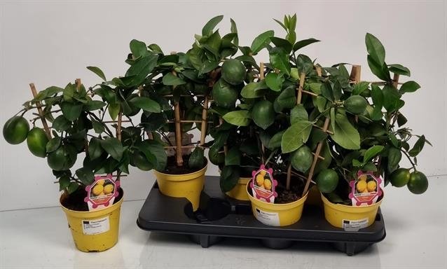 Kambarinis augalas, citrinmedis italinis, vazonėlio skersmuo 14 cm.