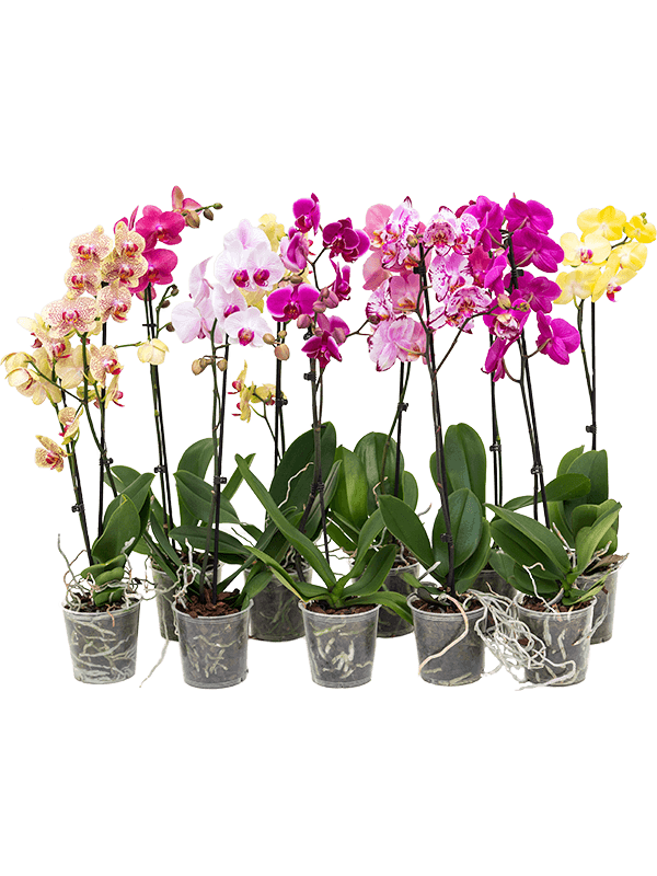 Kambarinis augalas, orchidėja (Phalaenopsis), 2 šakos, vazonėlio skersmuo 9 cm.