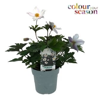 Daugiametė gėlė, plukė "Wild Swan", vazono skersmuo 15 cm.