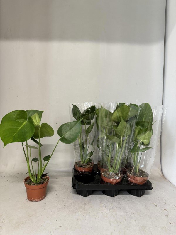 Kambarinis augalas, monstera "Deliciosa", vazonėlio skersmuo 12 cm.