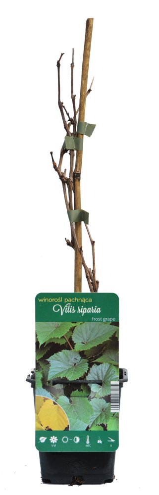 Vaiskrūmis, vynmedis krantinis, vazonėlio skersmuo 9 cm.