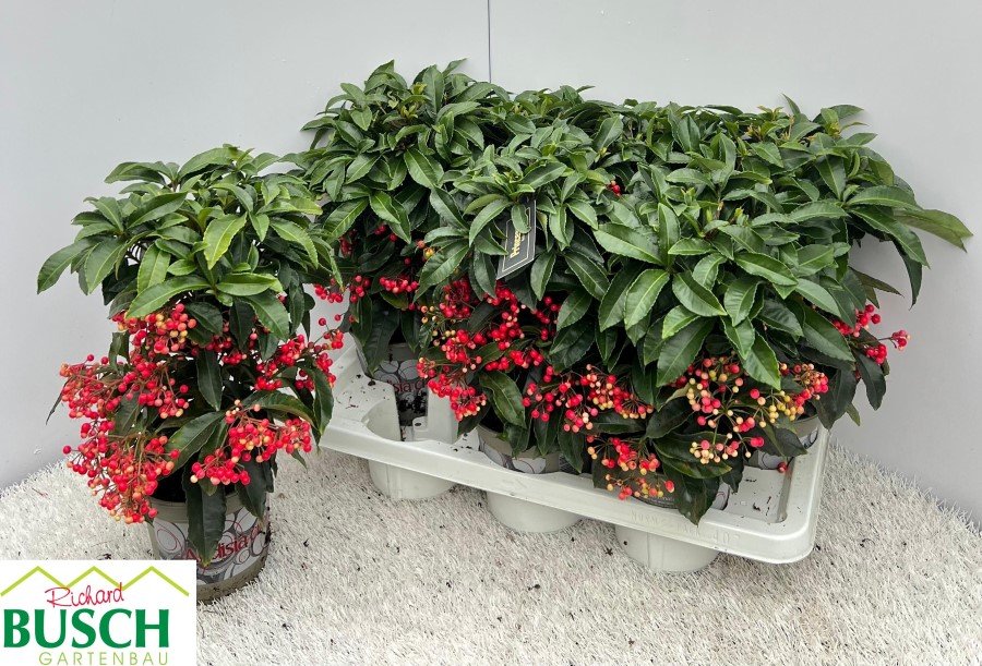 Kambarinis augalas, mieguvis (ardizija) "Crenata", vazonėlio skesmuo 14 cm.