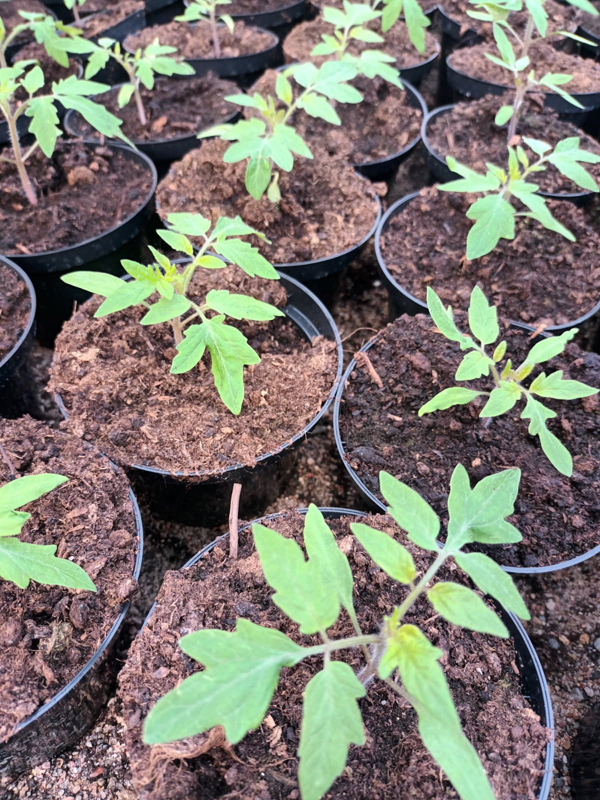 Daržovių sodinukai, pomidorai DUO, dryžuoti, smulkiavaisiai, vazonėlio skersmuo 10 cm.