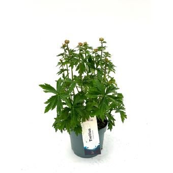 Daugiametė gėlė, burbulis "Cheddar", vazono skersmuo 19 cm.