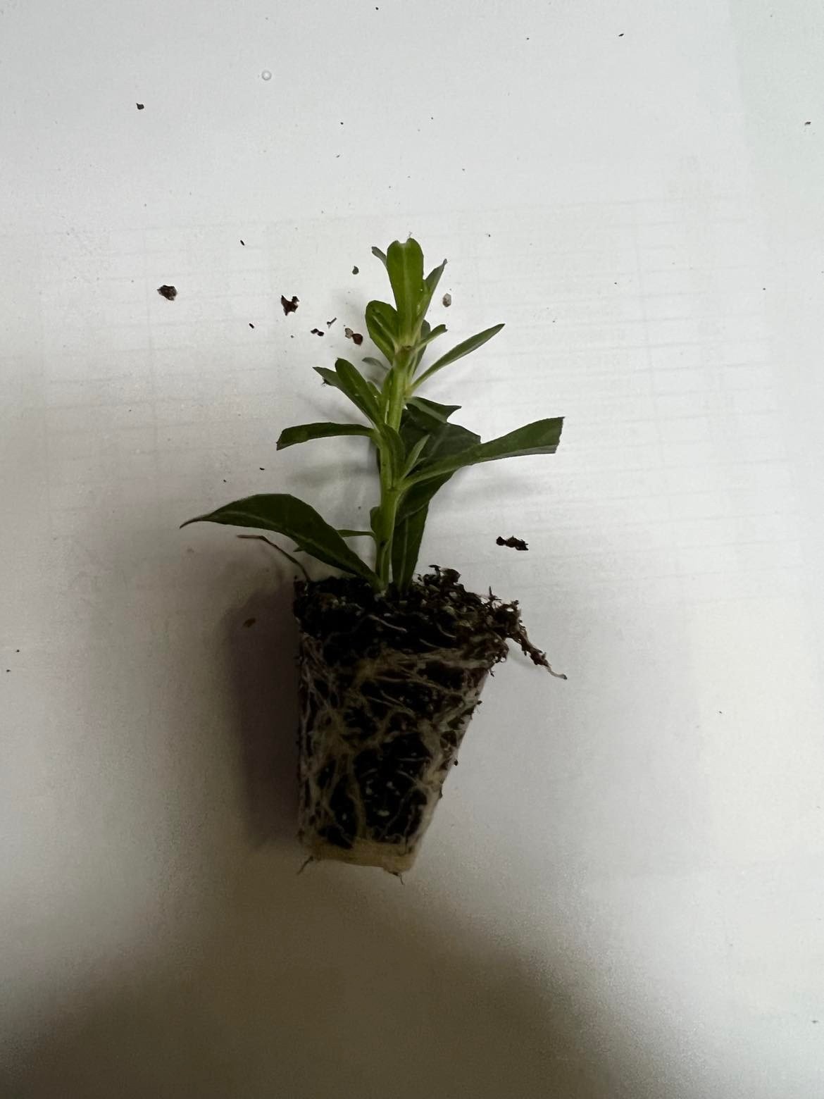 Daugiametės gėlės daigelis, gaura lindheimerio "Gaudi Medium White"