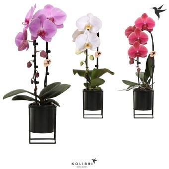 Kambarinis augalas, orchidėja (Phalaenopsis), keraminiame vazonėlyje, vazonėlio skersmuo 9 cm.