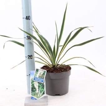 Žolinis augalas, pluoštinė juka "Bright Edge", vazonėlio skersmuo 17 cm.