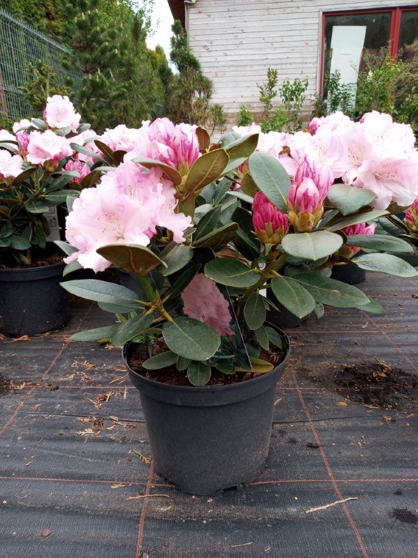 Dekoratyvinis krūmas, rododendras jakušimaninis "Silberwolke", vazonas 5 l.