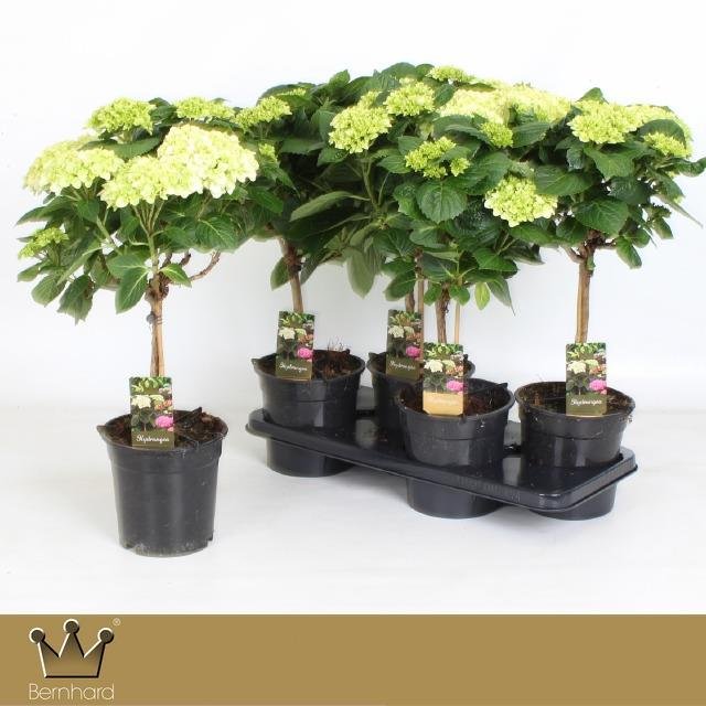 Dekoratyvinis krūmas, hortenzija ant stiebo, vazonėlio skersmuo 9 cm.