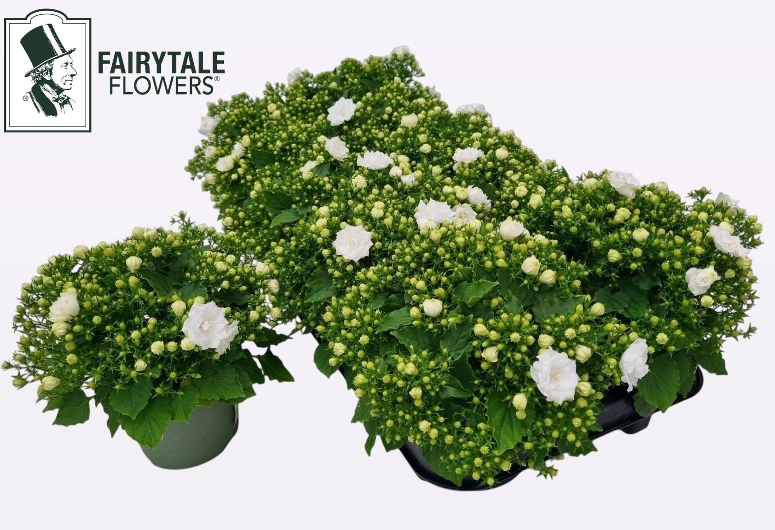 Daugiametė gėlė, katilėlis "White Like Mee", vazonėlio skersmuo 11 cm.