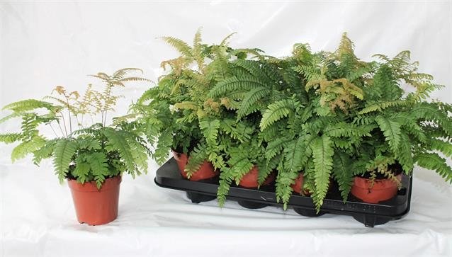 Kambarinis augalas, adiantas "Bronze Venus", vazonėlio skersmuo 12 cm.