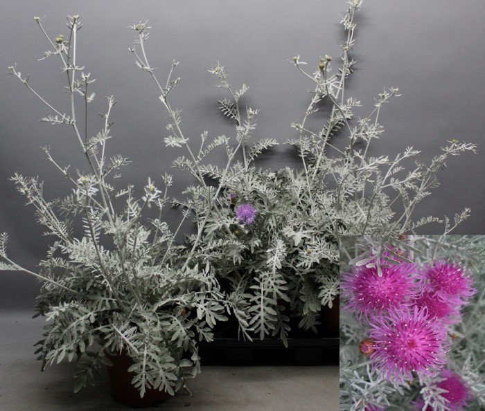 Daugiametė gėlė, bajorė, vazonėlio skersmuo 19 cm.