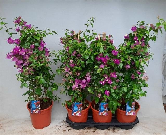 Kambarinis augalas, bugenvilija "Alexandra", vazonėlio skersmuo 19 cm.