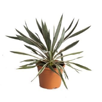 Žolinis augalas, juka, vazono skersmuo 26 cm.