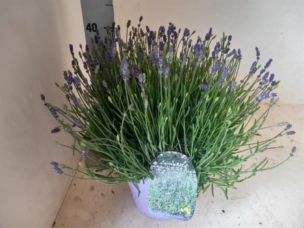 Daugiametė gėlė, levanda "Essence Purple", vazonėlio skersmuo 27 cm.