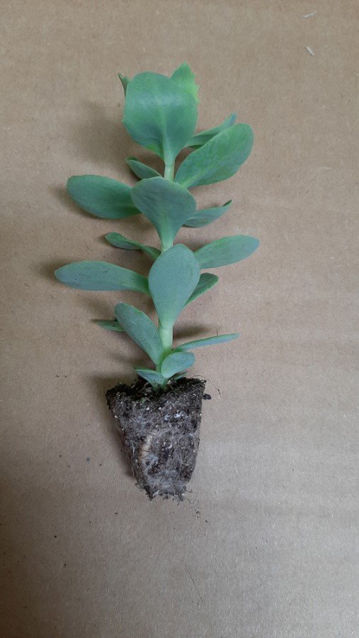 Daugiametės gėlės daigelis, šilokas "Autumn Joy"