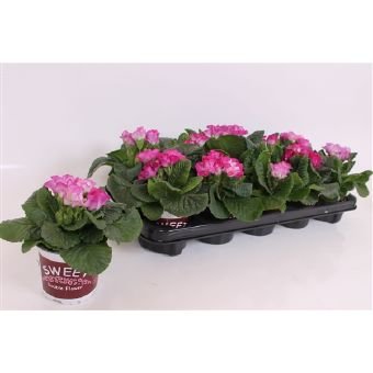 Kambarinis augalas, raktažolė (pilnavidurė), vazonėlio skersmuo 11 cm.