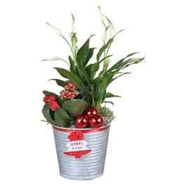 Kambarinis augalas, Žydinčių augalų Kalėdinė kompozicija, metaliniame vazonėlyje, vazonėlio skersmuo 12 cm.