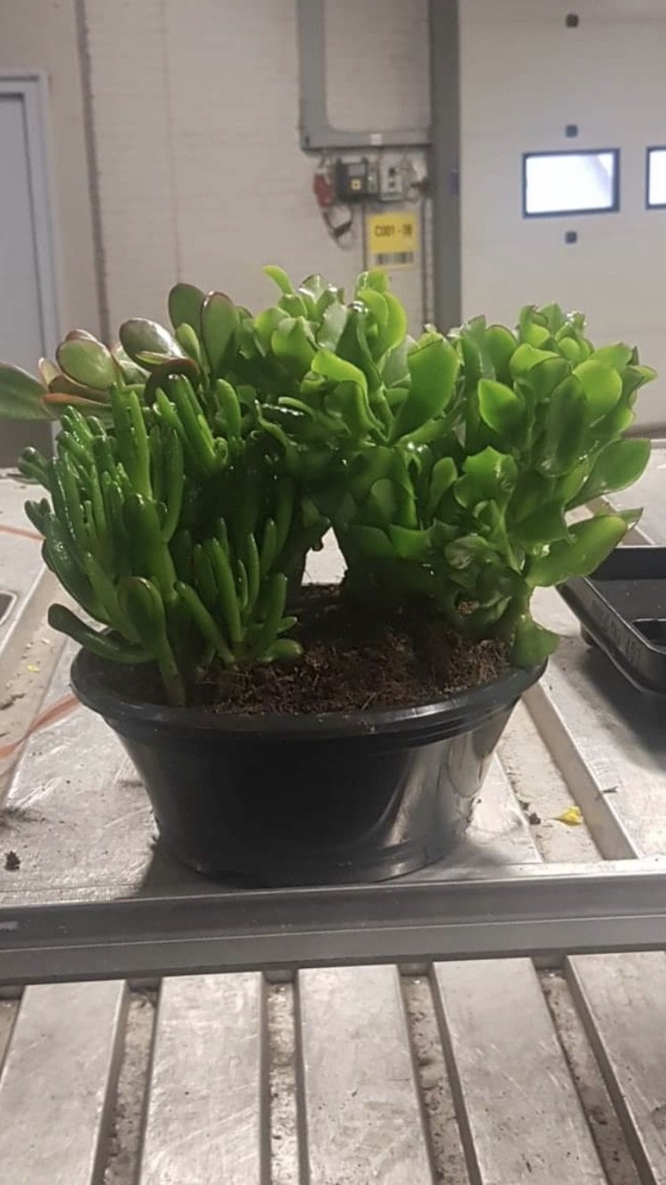 Kambarinis augalas, storalapis, vazonėlio skersmuo 23 cm.