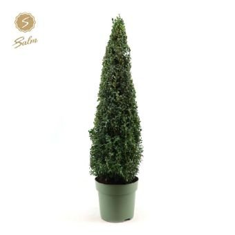 Dekoratyvinis krūmas, paprastasis buksmedis, piramidės formos, aukštis 70 cm., vazonėlio skersmuo 23 cm.
