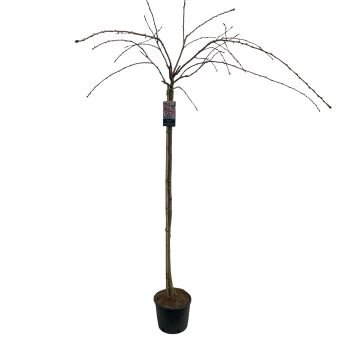 Dekoratyvinis medis, sakura "Kiku-shidare", ant stiebo, aukštis 150 cm., vazonėlio skersmuo 27 cm.