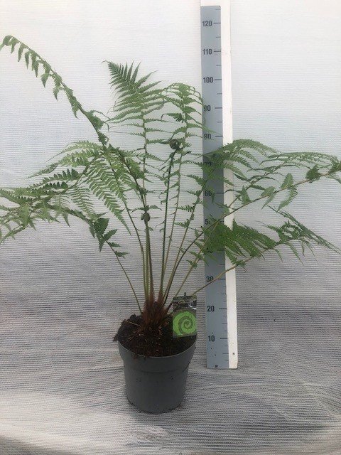 Daugiametis augalas, diksonija antarktinė, vazonėlio skersmuo 24 cm.