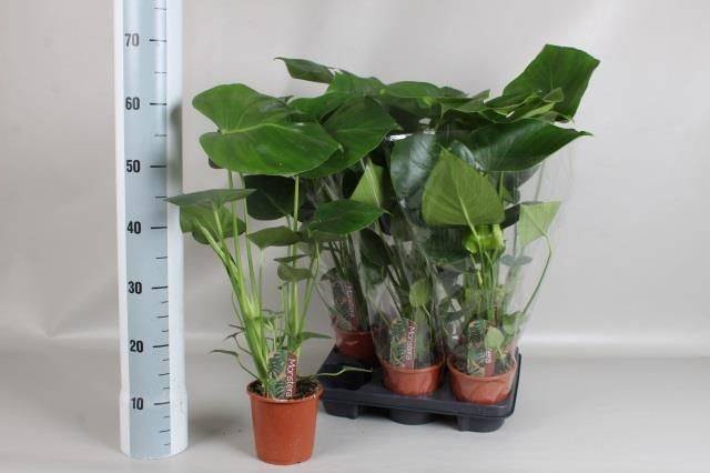 Kambarinis augalas, monstera "Deliciosa", vazonėlio skersmuo 13 cm.