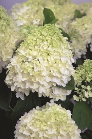 Dekoratyvinis krūmas, šluotelinė hortenzija "Whitelight", vazonėlio skersmuo 21 cm.