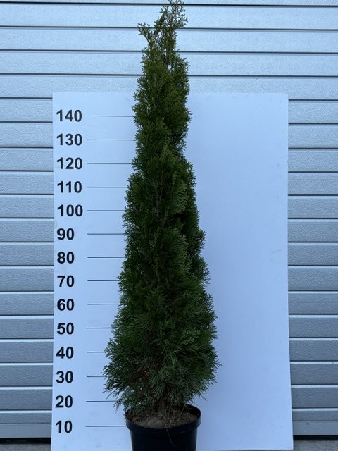Spygliuotis, tuja vakarinė "Smaragd", aukštis 190 cm., vazonėlio skersmuo 29 cm.