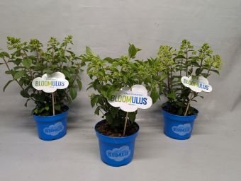 Dekoratyvinis krūmas, hortenzija šluotelinė, Bloomulus, įvairios, vazonėlio skersmuo 18 cm.